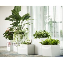 專注室內(nèi)綠植服務(wù)8年，綠植租賃，免費養(yǎng)護，一站式商務(wù)空間